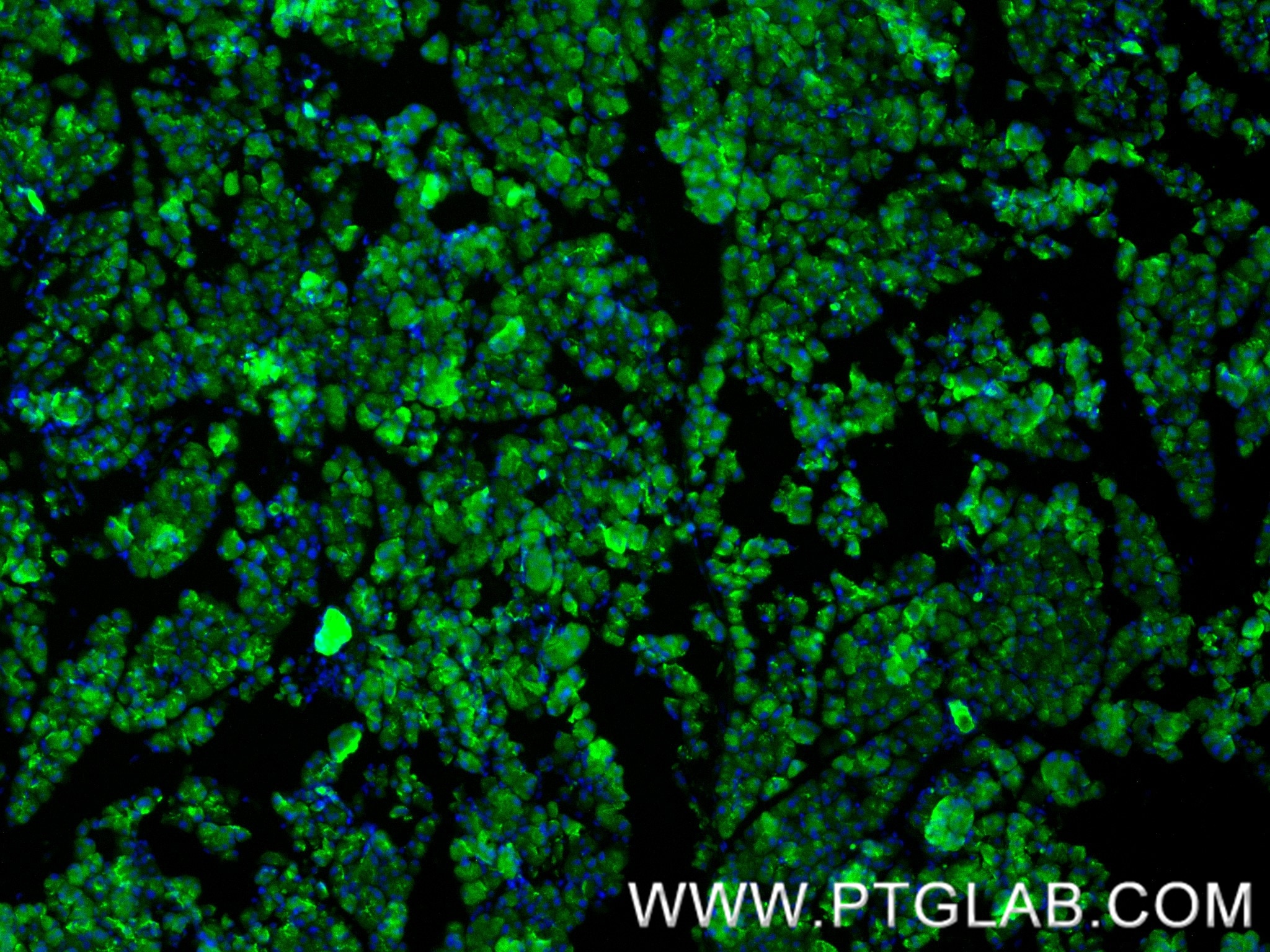 IF Staining of mouse pancreas using 88295-1-RR (same clone as 88295-1-PBS) Immunofluorescence (IF) / fluorescent staining of mouse pancreas tissue using CPA1 Recombinant monoclonal antibody (88295-1-RR)