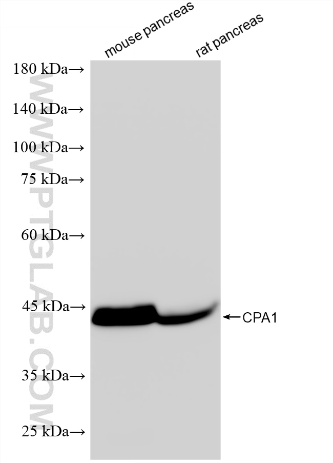 WB analysis using 88295-1-RR (same clone as 88295-1-PBS) Western Blot (WB) analysis of various lysates using CPA1 Recombinant monoclonal antibody (88295-1-RR)