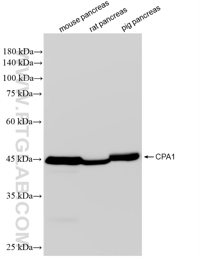 WB analysis using 88295-1-RR (same clone as 88295-1-PBS) Western Blot (WB) analysis of various lysates using CPA1 Recombinant monoclonal antibody (88295-1-RR)