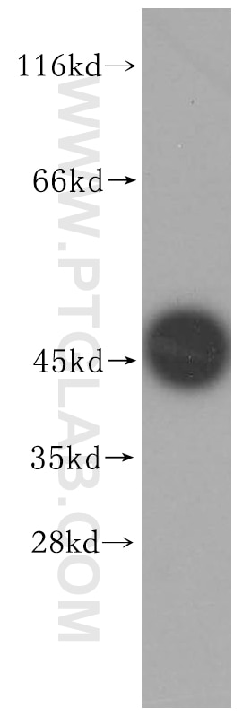 Western Blot (WB) analysis of mouse pancreas tissue using Carboxypeptidase A2 Polyclonal antibody (15626-1-AP)