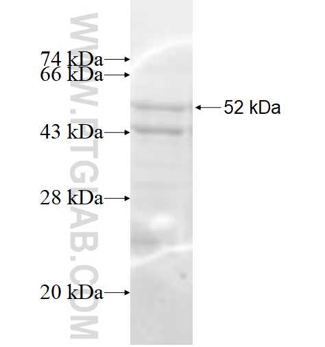 CPA2 fusion protein Ag1658 SDS-PAGE