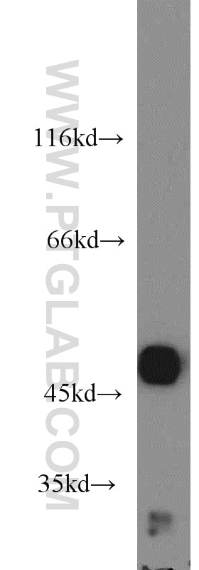 Western Blot (WB) analysis of mouse pancreas tissue using Carboxypeptidase A3 Polyclonal antibody (16236-1-AP)