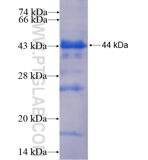 CPA3 fusion protein Ag8984 SDS-PAGE