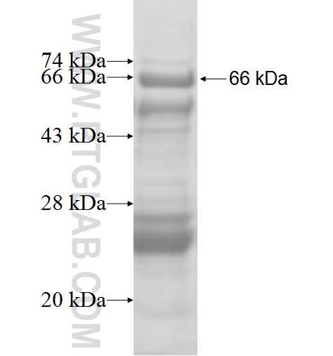 CPA3 fusion protein Ag9003 SDS-PAGE