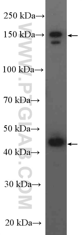 Western Blot (WB) analysis of HepG2 cells using CPA4 Polyclonal antibody (26824-1-AP)