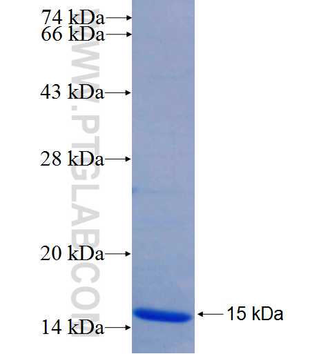 CPA4 fusion protein Ag25327 SDS-PAGE