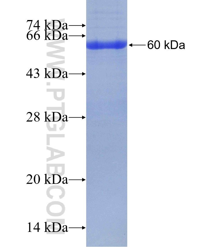 CPA6 fusion protein Ag4466 SDS-PAGE