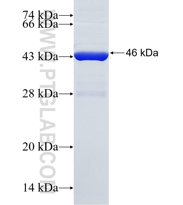 CPD fusion protein Ag34646 SDS-PAGE