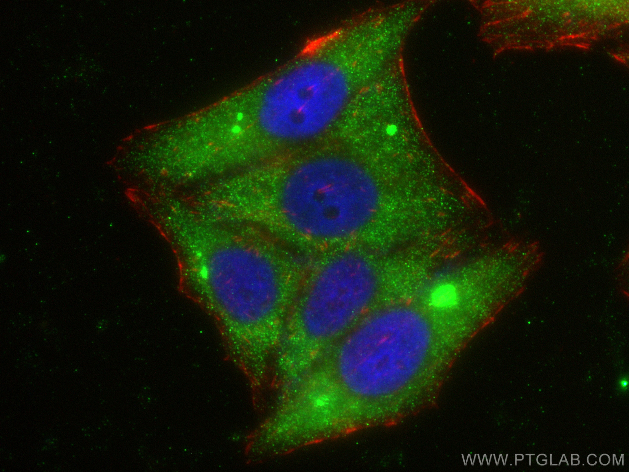 Immunofluorescence (IF) / fluorescent staining of HepG2 cells using Carboxypeptidase E Polyclonal antibody (13710-1-AP)