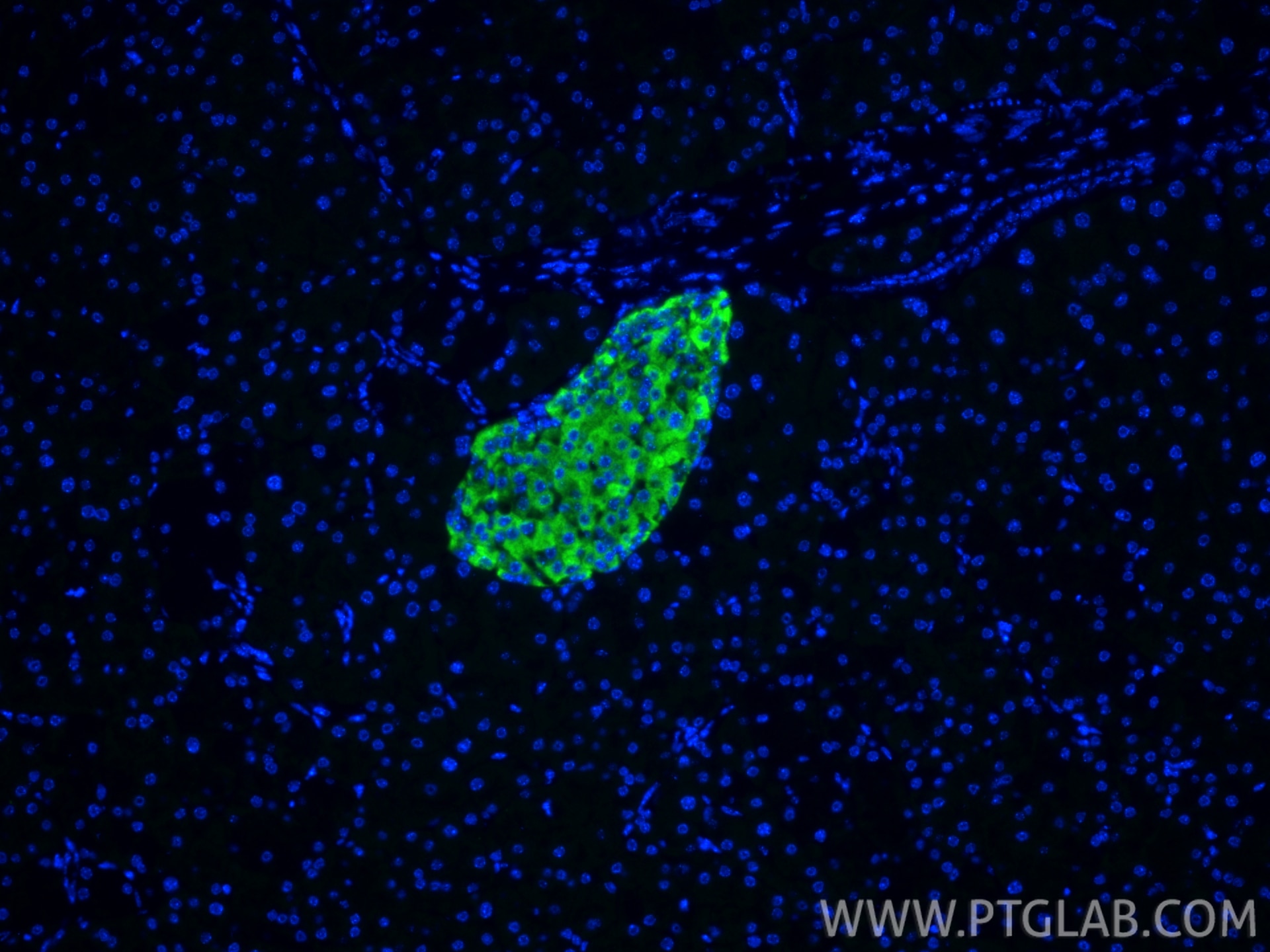 Immunofluorescence (IF) / fluorescent staining of mouse pancreas tissue using CPE Polyclonal antibody (13710-1-AP)