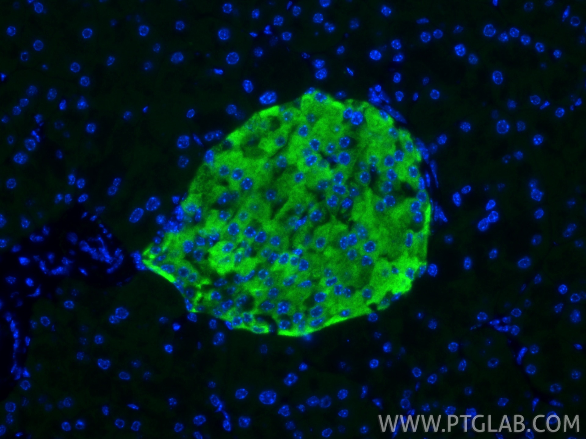 Immunofluorescence (IF) / fluorescent staining of mouse pancreas tissue using CPE Polyclonal antibody (13710-1-AP)
