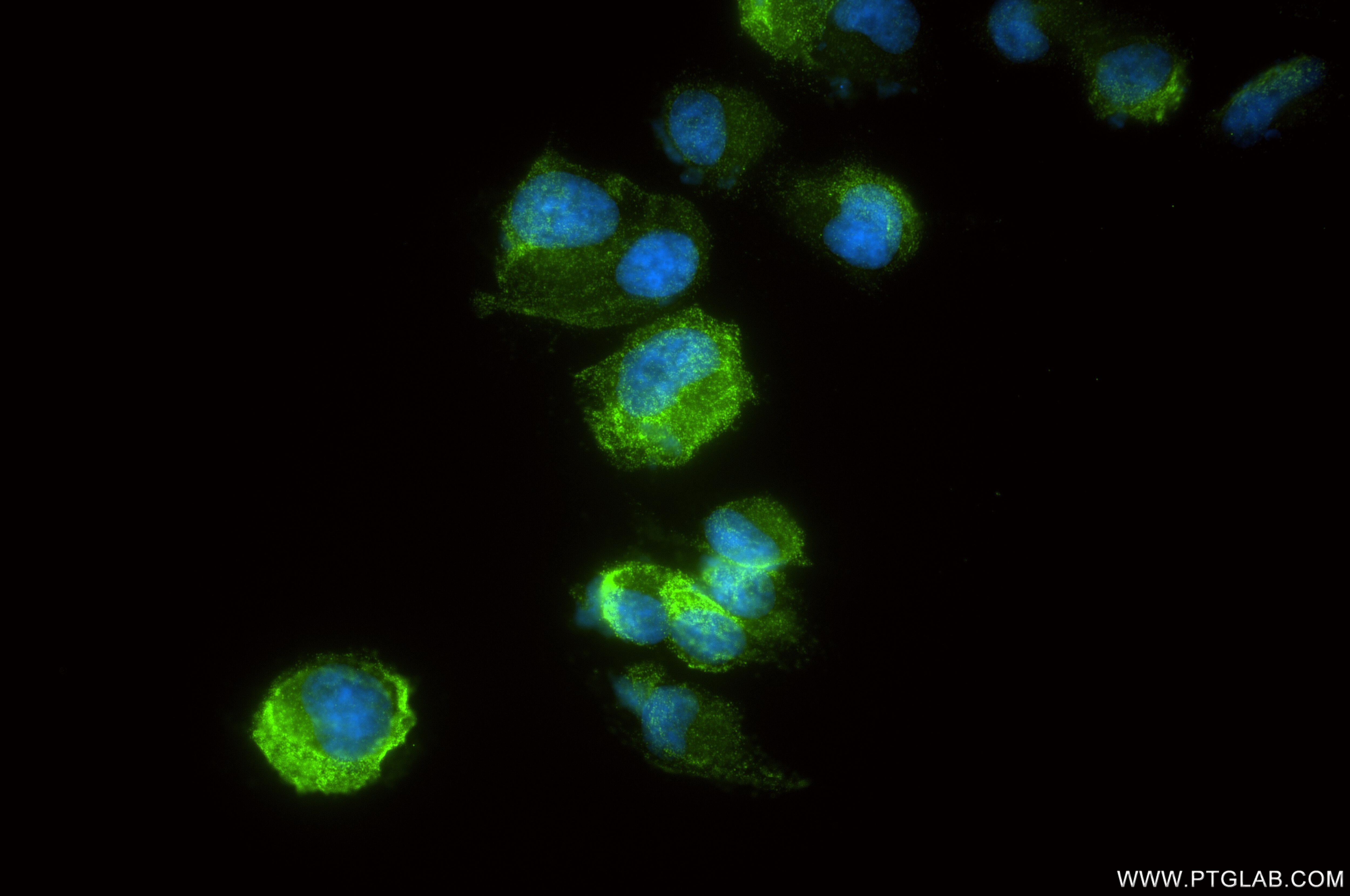 Immunofluorescence (IF) / fluorescent staining of PC-12 cells using CPE Recombinant antibody (86111-1-RR)
