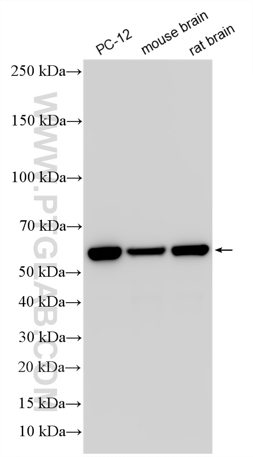 Western Blot (WB) analysis of various lysates using CPE Recombinant monoclonal antibody (86111-1-RR)