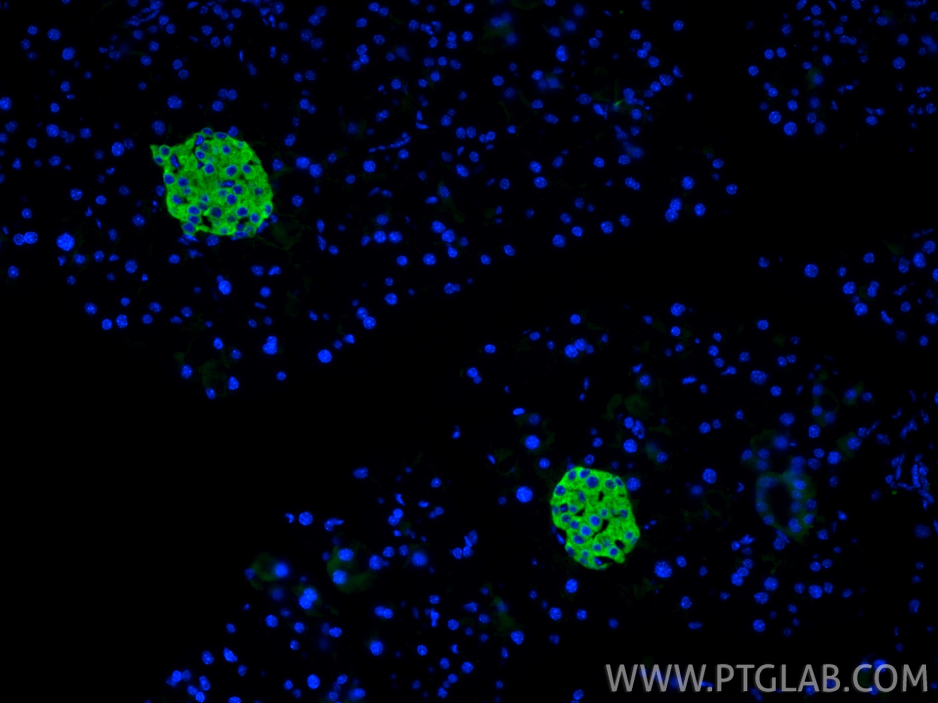 IF Staining of mouse pancreas using RMX00074 Immunofluorescence (IF) / fluorescent staining of mouse pancreas tissue using Multi-rAb® CPE Multi-Recombinant antibody (RMX00074)