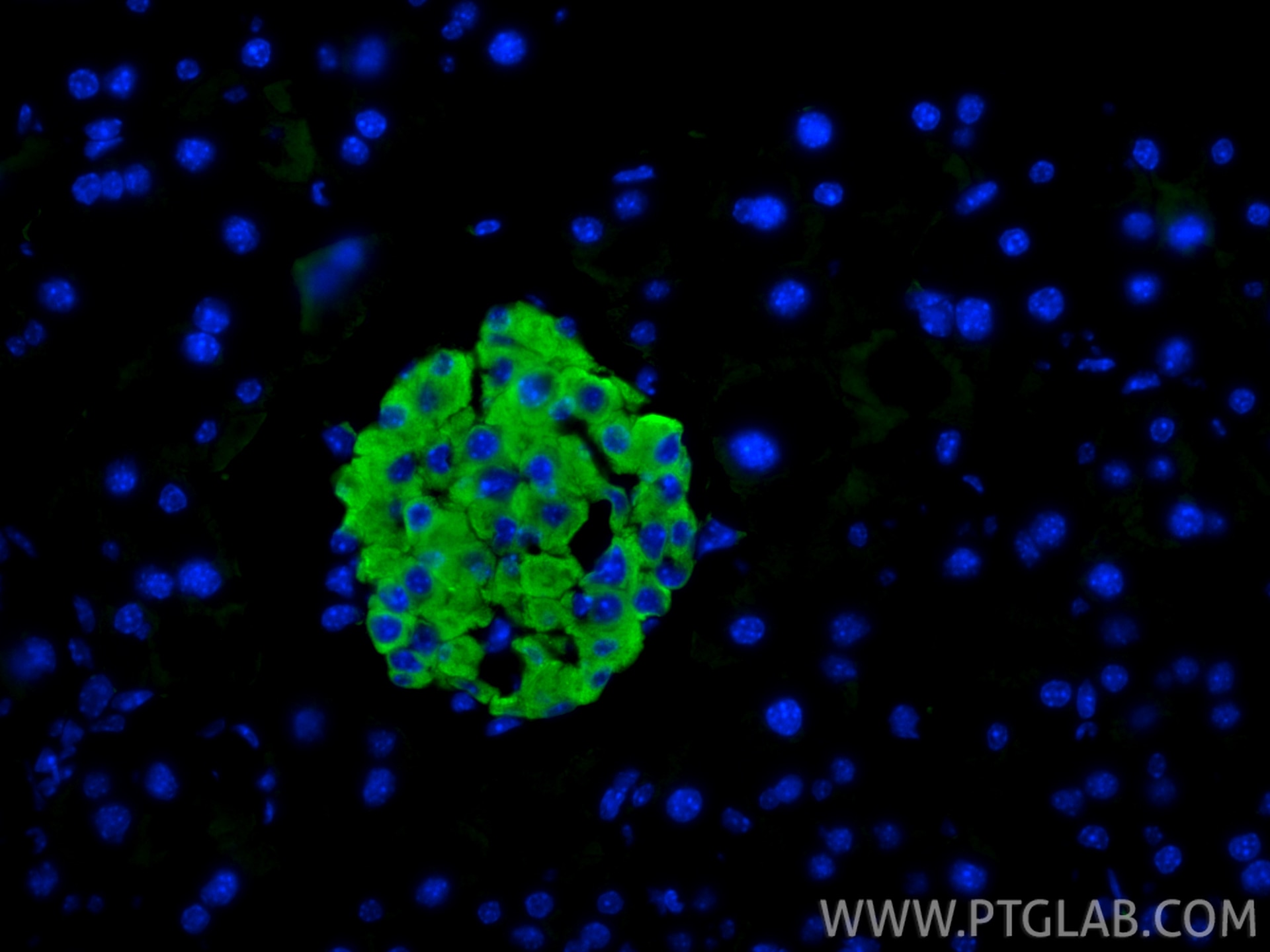 IF Staining of mouse pancreas using RMX00074 Immunofluorescence (IF) / fluorescent staining of mouse pancreas tissue using Multi-rAb® CPE Multi-Recombinant antibody (RMX00074)