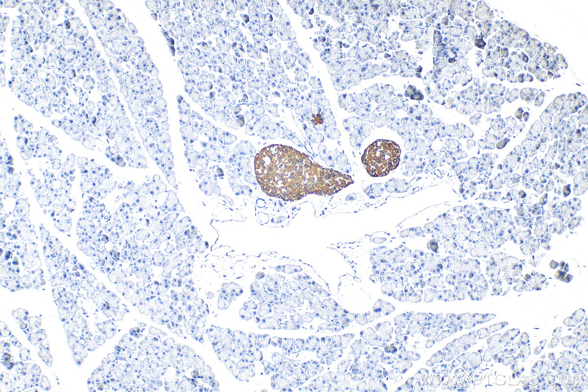 IHC staining of mouse pancreas using RMX00074 Immunohistochemistry (IHC) staining of mouse pancreas tissue using Multi-rAb® CPE Multi-Recombinant antibody (RMX00074)