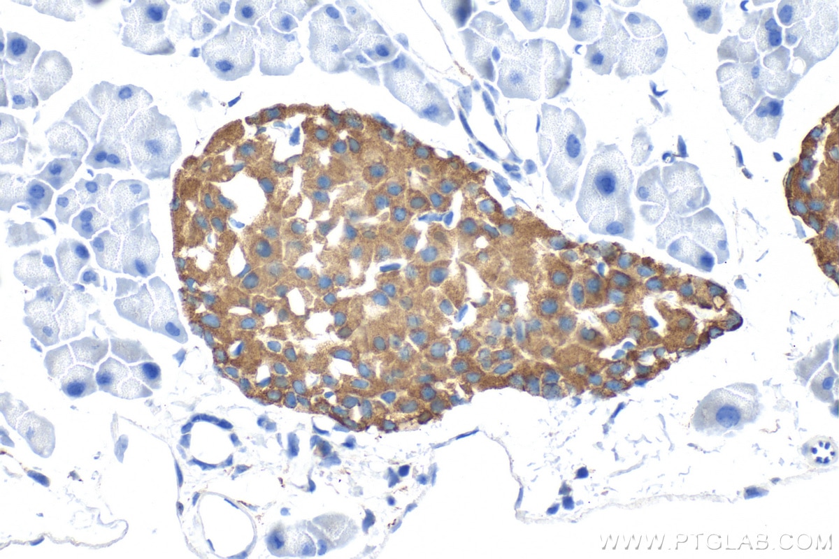 IHC staining of mouse pancreas using RMX00074 Immunohistochemistry (IHC) staining of mouse pancreas tissue using Multi-rAb® CPE Multi-Recombinant antibody (RMX00074)