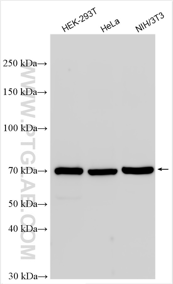 Western Blot (WB) analysis of various lysates using CPEB1 Polyclonal antibody (13274-1-AP)