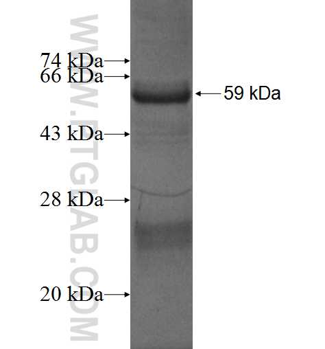 CPEB1 fusion protein Ag3994 SDS-PAGE