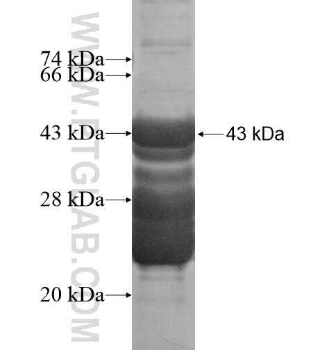 CPEB2 fusion protein Ag16063 SDS-PAGE