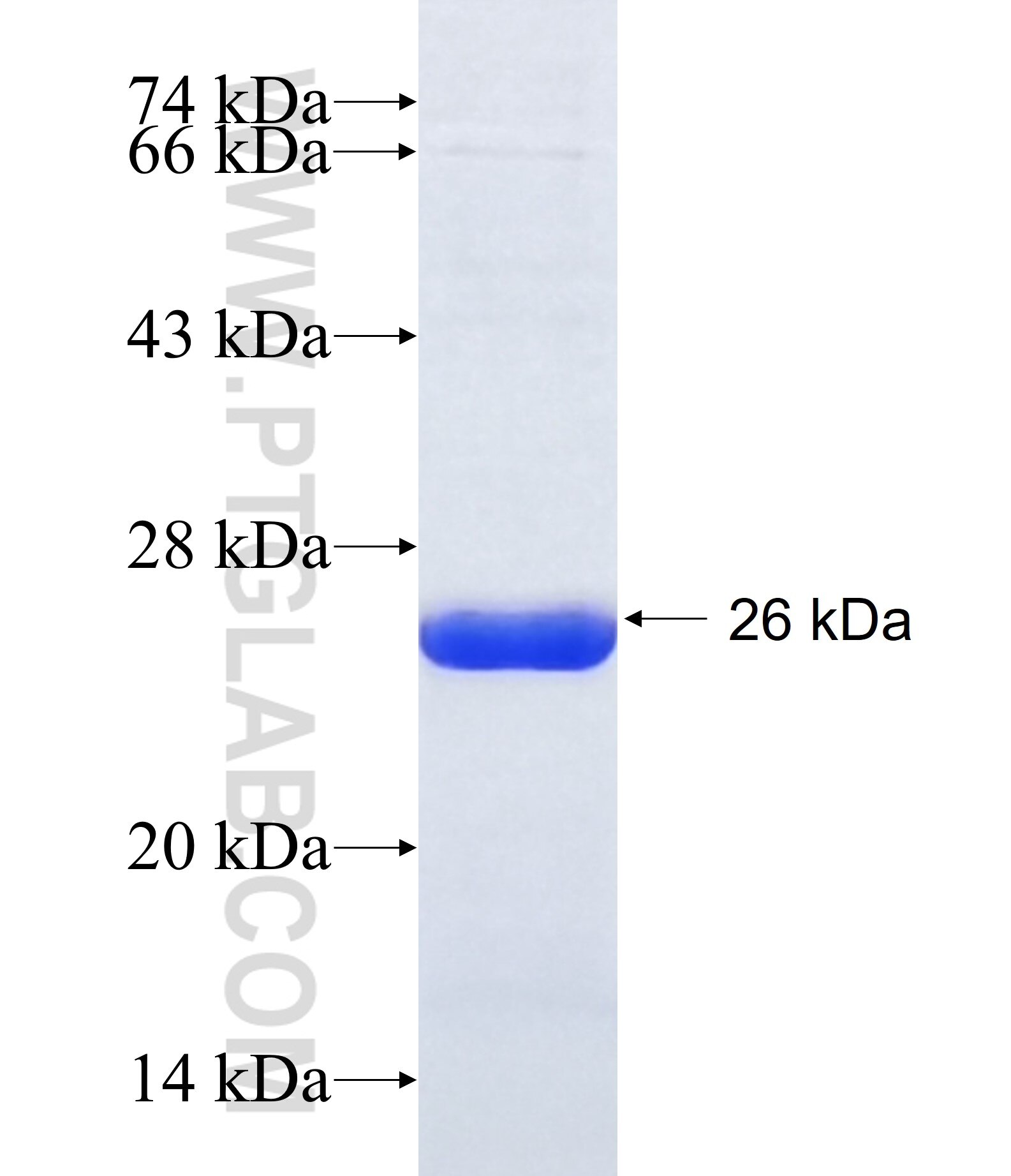 CPEB2 fusion protein Ag16988 SDS-PAGE