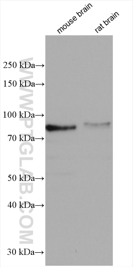 Western Blot (WB) analysis of various lysates using CPEB3 Polyclonal antibody (12669-1-AP)