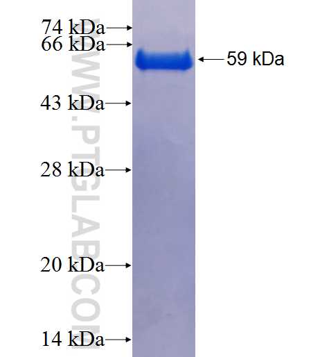 CPEB3 fusion protein Ag3351 SDS-PAGE