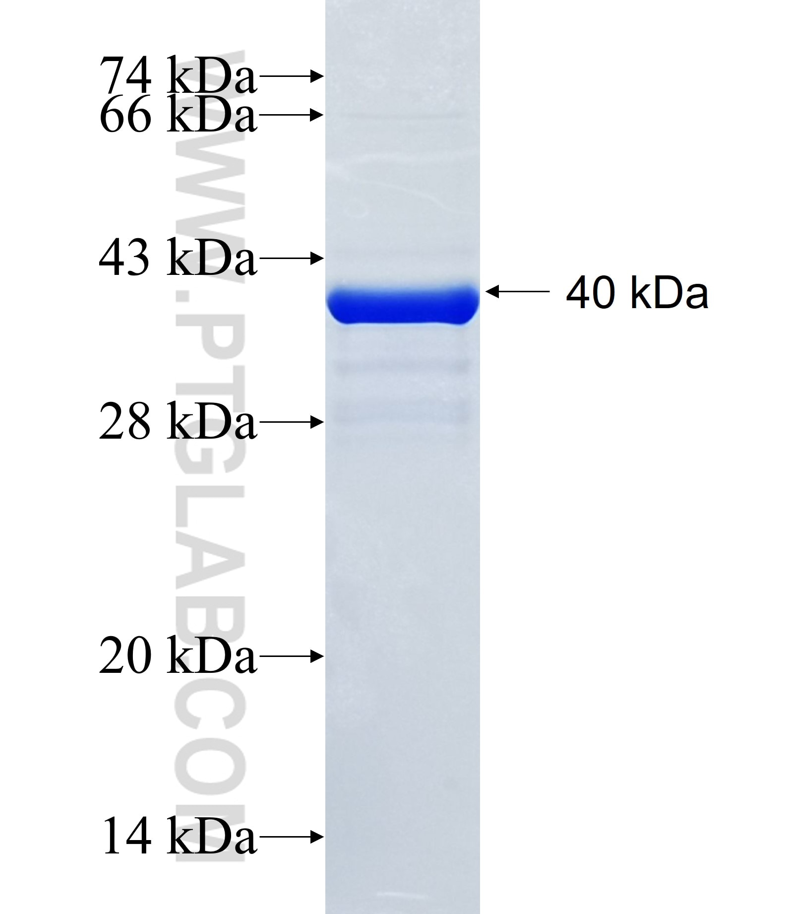 CPLANE1 fusion protein Ag34668 SDS-PAGE