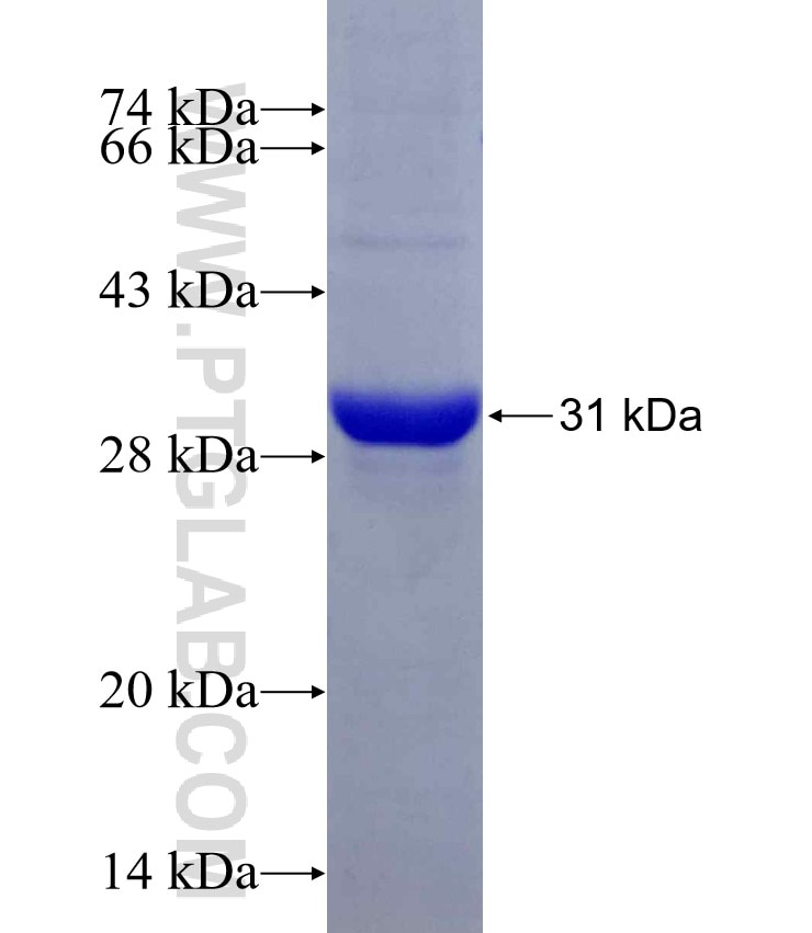 CPLANE2 fusion protein Ag29622 SDS-PAGE