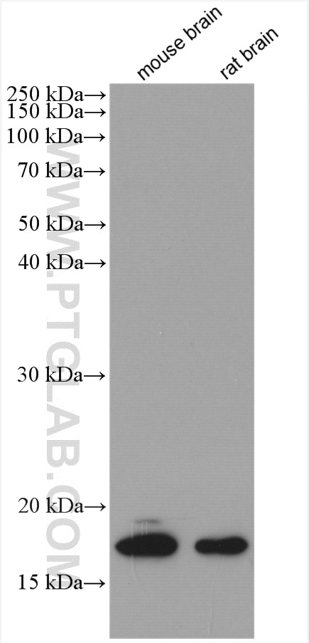 Western Blot (WB) analysis of various lysates using CPLX1 Polyclonal antibody (10246-2-AP)