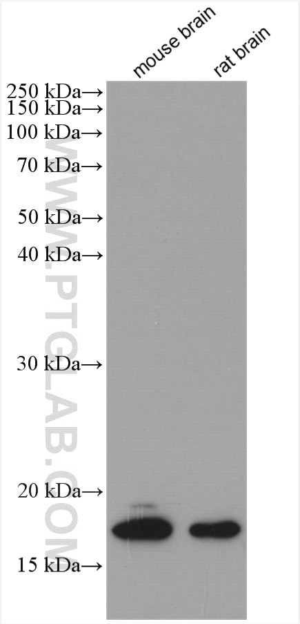 Western Blot (WB) analysis of various lysates using CPLX1 Polyclonal antibody (10246-2-AP)
