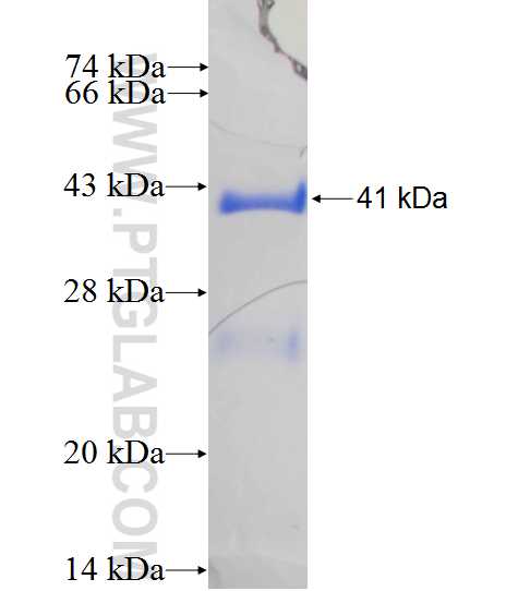 CPLX1 fusion protein Ag0387 SDS-PAGE