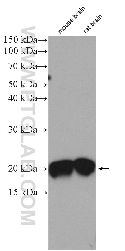 Western Blot (WB) analysis of mouse brain tissue using CPLX2 Polyclonal antibody (18149-1-AP)