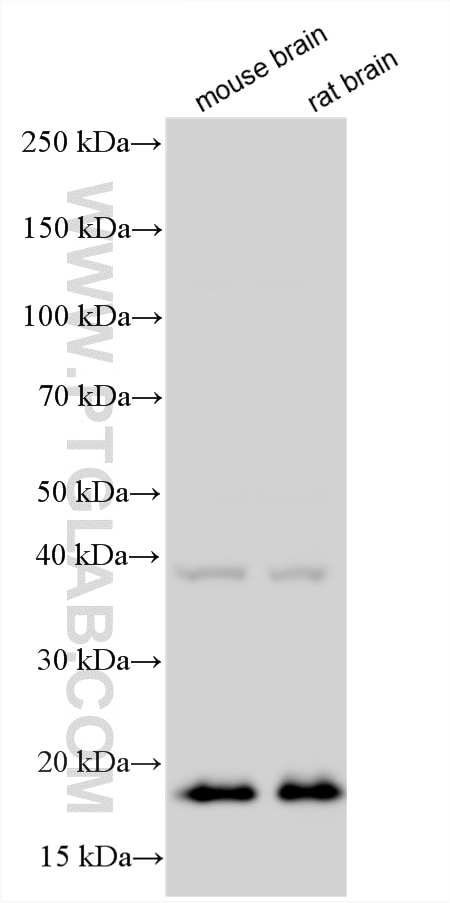 Western Blot (WB) analysis of various lysates using CPLX2 Polyclonal antibody (20249-1-AP)