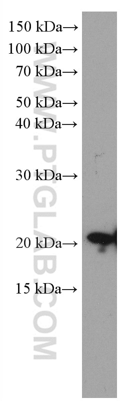 Western Blot (WB) analysis of rat cerebellum tissue using CPLX2 Monoclonal antibody (66849-1-Ig)