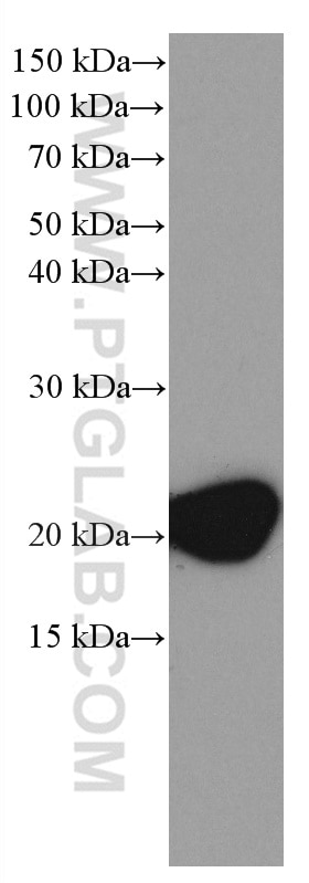 Western Blot (WB) analysis of mouse cerebellum tissue using CPLX2 Monoclonal antibody (66849-1-Ig)