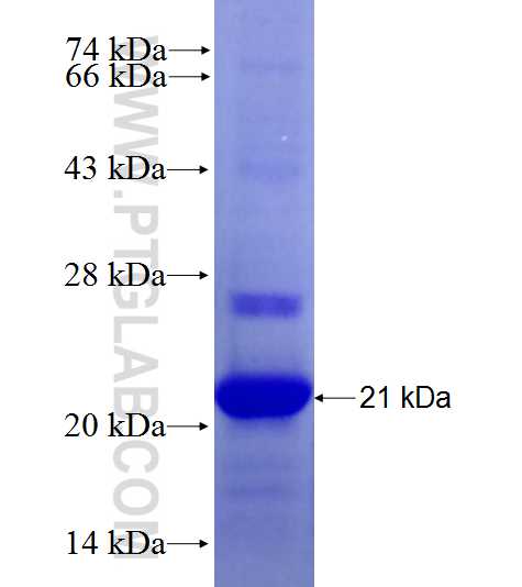 CPLX2 fusion protein Ag27949 SDS-PAGE