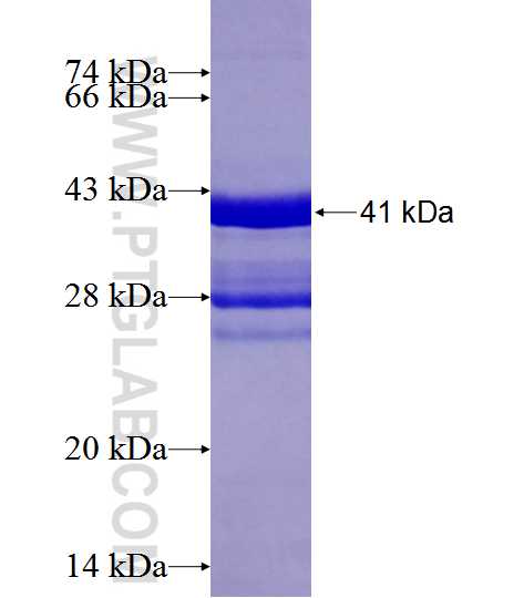 CPLX2 fusion protein Ag12838 SDS-PAGE