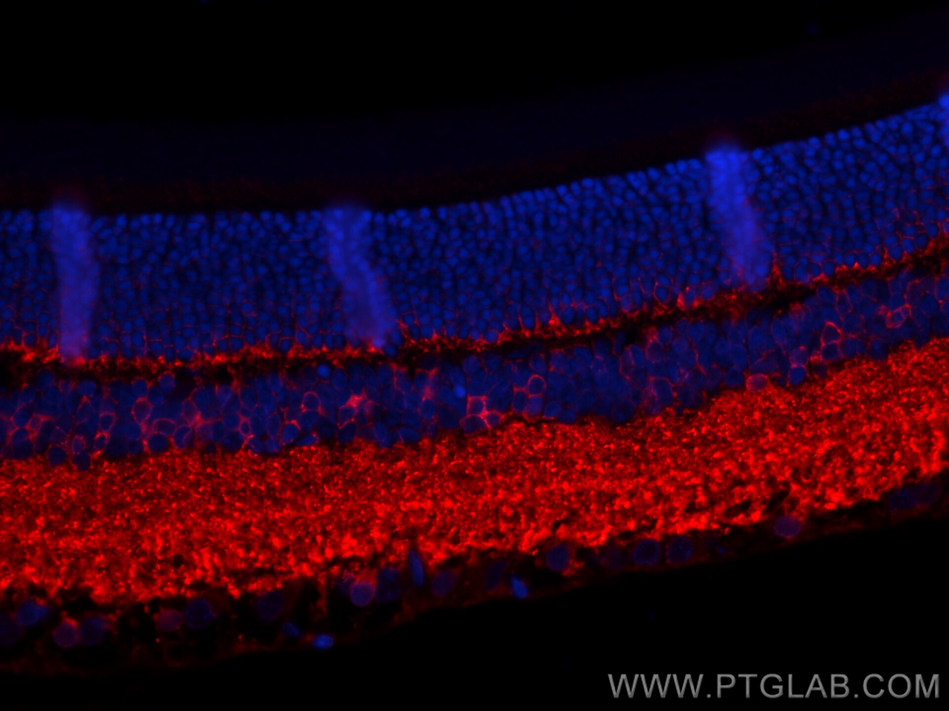 Immunofluorescence (IF) / fluorescent staining of rat eye tissue using CPLX3 Polyclonal antibody (16949-1-AP)