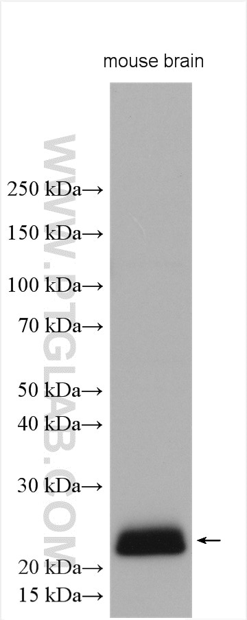 Western Blot (WB) analysis of various lysates using CPLX3 Polyclonal antibody (16949-1-AP)