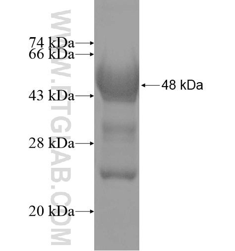 CPLX3 fusion protein Ag10571 SDS-PAGE
