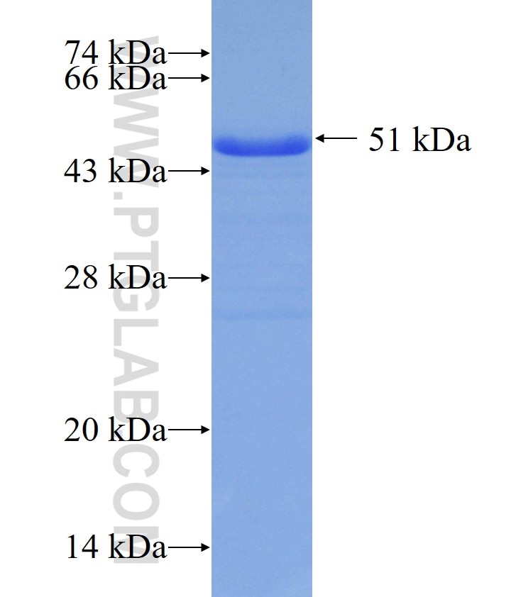 CPLX3 fusion protein Ag10571 SDS-PAGE