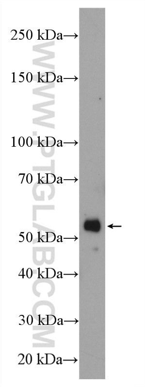 Western Blot (WB) analysis of mouse liver tissue using Carboxypeptidase M Polyclonal antibody (16440-1-AP)