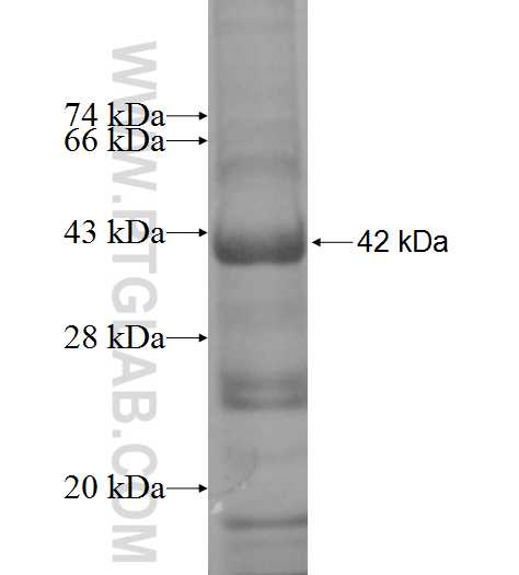 CPM fusion protein Ag9892 SDS-PAGE