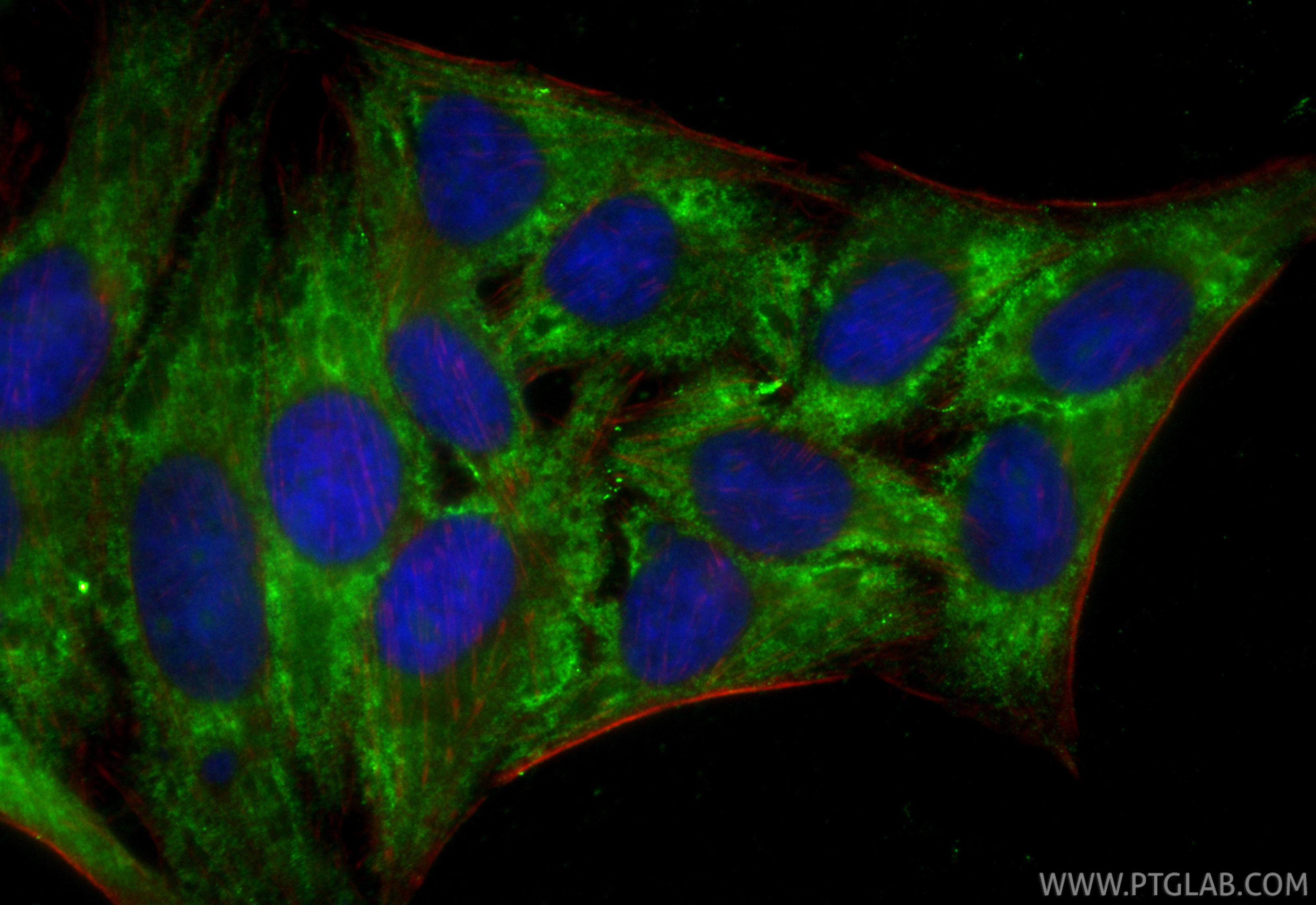 Immunofluorescence (IF) / fluorescent staining of HepG2 cells using CoraLite® Plus 488-conjugated CPN1 Recombinant mon (CL488-84218)