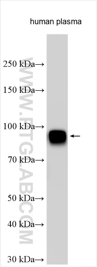 Western Blot (WB) analysis of various lysates using CPN2 Polyclonal antibody (27160-1-AP)