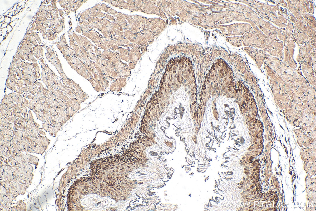 Immunohistochemistry (IHC) staining of mouse stomach tissue using CPNE1 Polyclonal antibody (10126-2-AP)