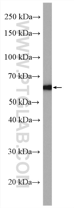 Western Blot (WB) analysis of HEK-293T cells using CPNE1 Polyclonal antibody (10126-2-AP)
