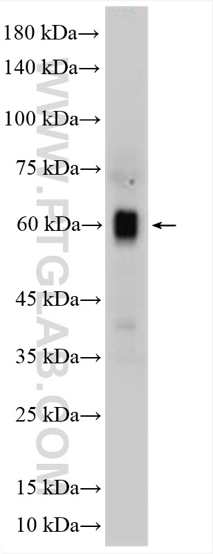 Western Blot (WB) analysis of mouse brain tissue using CPNE2 Polyclonal antibody (17664-1-AP)