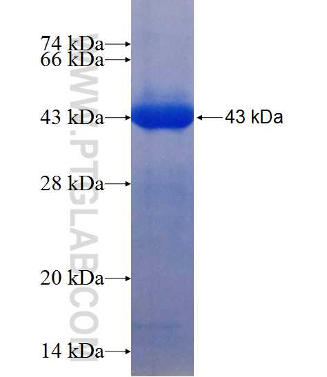 CPNE2 fusion protein Ag12160 SDS-PAGE